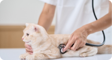 FIP(猫伝染性腹膜炎)補償イメージ写真