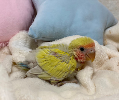 人気の色変わりの小桜インコですよ