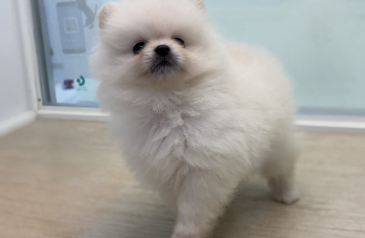 DoggyStyle