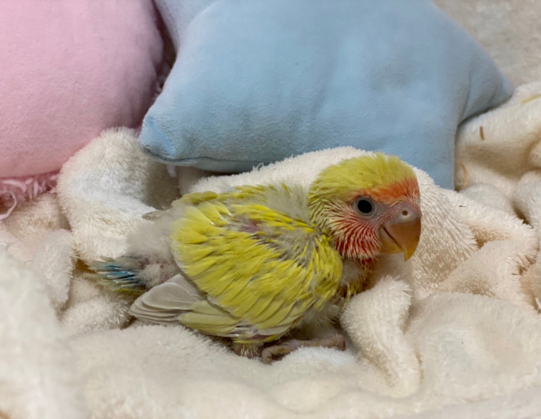 人気の色変わりの小桜インコですよ