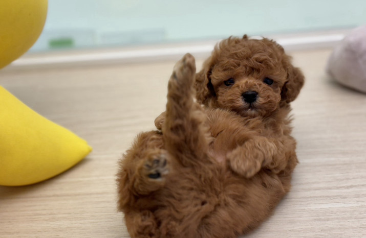 DoggyStyle
