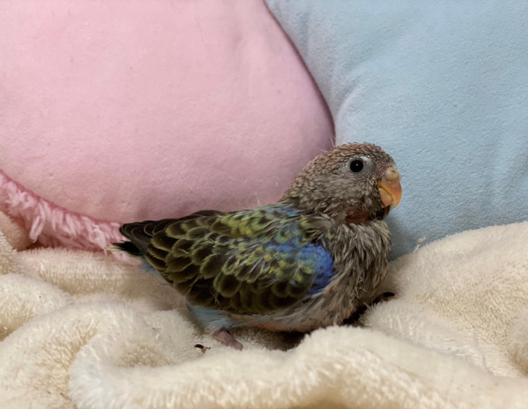 レアカラー入荷 アキクサインコの色変わり Doggy Style Kitten Blue 総合ペットショップ 子猫専門ブリーダー