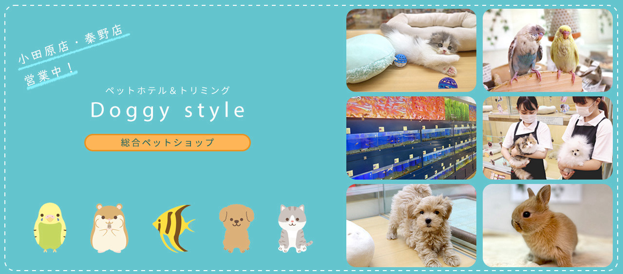 Doggy Style Kitten Blue 総合ペットショップ 子猫専門ブリーダー