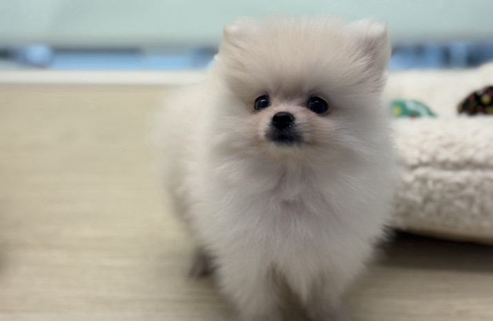 DoggyStyle