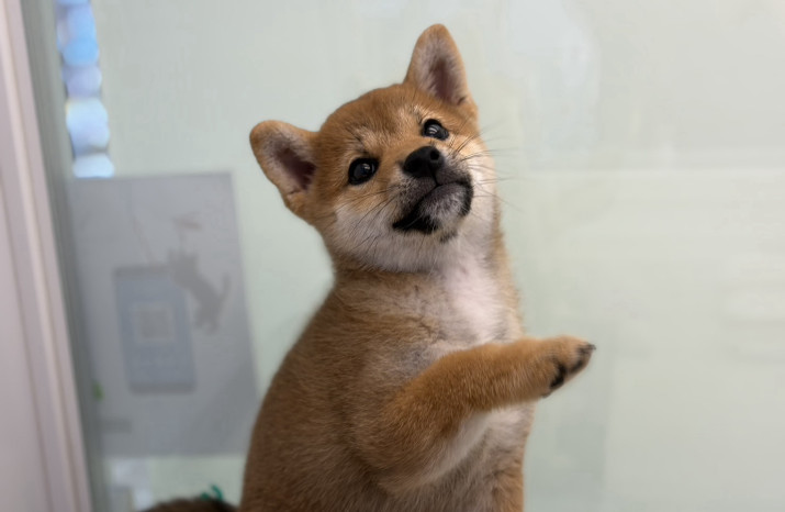 DoggyStyle