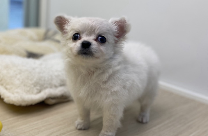 DoggyStyle