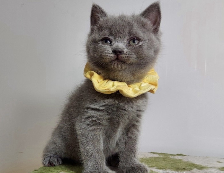 丸顔が可愛い小振りなブリティッシュショートヘアの女の子ですよ Doggy Style Kitten Blue 総合ペットショップ 子猫専門ブリーダー