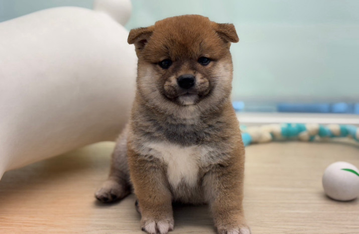 DoggyStyle