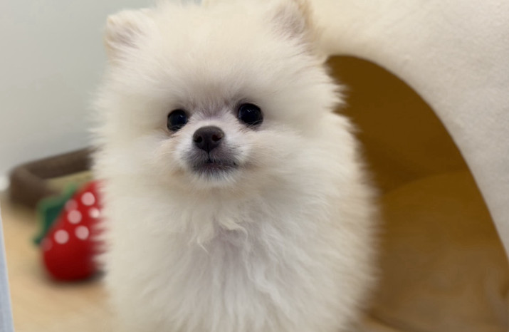 DoggyStyle
