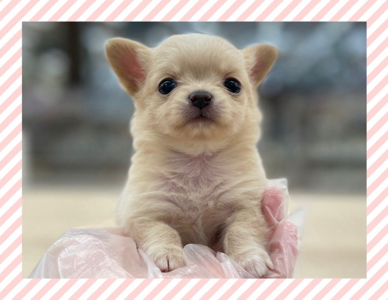 ちっちゃなチワワの女の子 可愛いお顔の子を探している方は必見ですよ Doggy Style Kitten Blue 総合ペットショップ 子猫専門ブリーダー